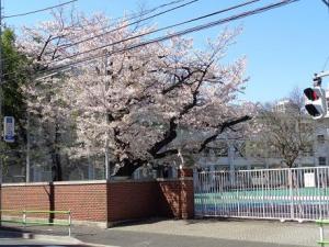 中等部・桜.JPG