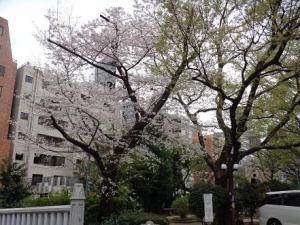 230324桜・福澤公園.jpg