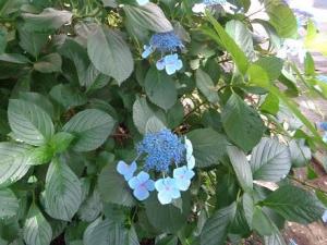 230616紫陽花 福澤公園 図書館側 アップ.jpg