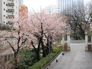 240308東門～幻の門 桜 (1).jpg