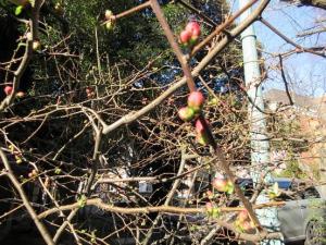 240315塾監局脇 木瓜の蕾 (3).jpg