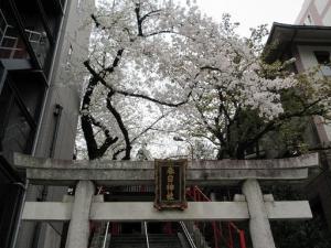 240412桜・三田春日神社 鳥居上部アップ (2).jpg