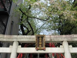 240412三田春日神社 やや葉桜 アップ (2).jpg