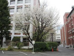 240405桜・研究室棟前.jpg