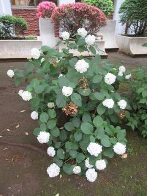 240531紫陽花 研究室棟前 白 (2).jpg