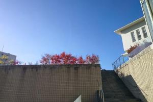 241107南館テラス ノグチルーム 紅葉 階段途中から (2).jpg