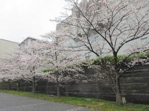 250404日吉桜並木アプローチ (2).jpg