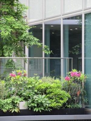 250509KeMCo（東別館）緑化・花壇・庭 (5).jpg