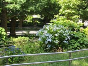 250619日吉並木 植込み 紫陽花 (2).jpg