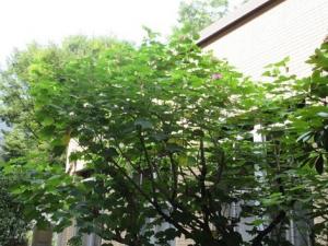 250828第一校舎脇の花 塾監局側.jpg