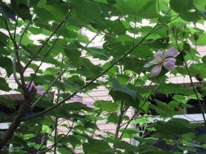 250917芙蓉（サキシマフヨウ）(3).jpg