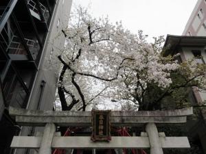250904桜・三田春日神社 鳥居上部アップ (1).jpg