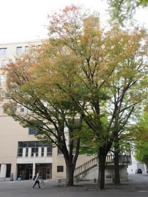 251106中庭 欅ケヤキ 色づき始め (3).jpg