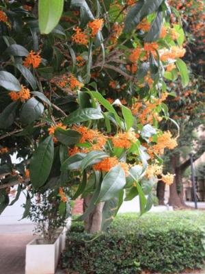 251106西門上 キンモクセイ金木犀アップ (2).jpg