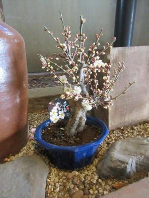 260122万代三田ビル入口・白梅 (5).jpg