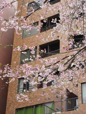 260312幻の門 桜　ややアップ (1).jpg