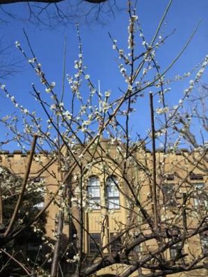 260305梅・塾監局と空 (2).jpg