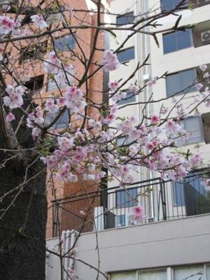 260305大寒桜・少しアップなど (3).jpg