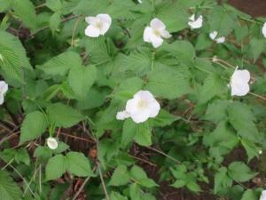 260416シロヤマブキ（白山吹）アップ (2).jpg