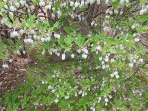 260416ドウダンツツジ（満天星） (1).jpg