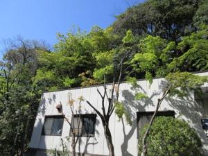 260408西門坂上 青紅葉 (1)b.jpg