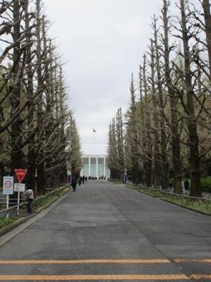 260402銀杏並木 (3)b.jpg