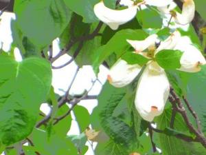 260424山法師(ヤマボウシ)？花水木(ハナミズキ・白)？ カメラアレンジ (1).jpg