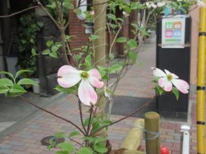 260424花水木(ハナミズキ・ピンク)アップ (2).jpg