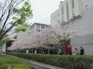 260402桜並木アプローチ (4)b.jpg