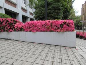 260521研究室棟前の花 (1)b.jpg
