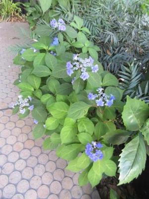 260604紫陽花 南館門 (3)b.jpg