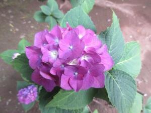 260624紫陽花2b.jpg