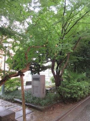 261008福澤公園 柘榴（ザクロ）と碑 (2)b.jpg